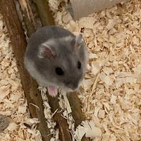 Piccoli criceti in adozione