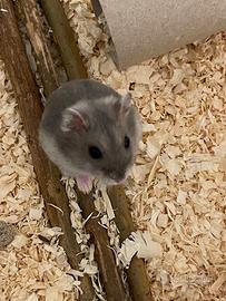 Piccoli criceti in adozione