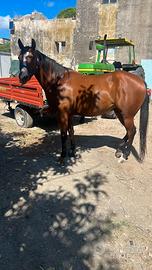 Quarter horse