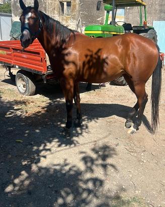 Quarter horse