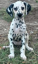 Dalmata