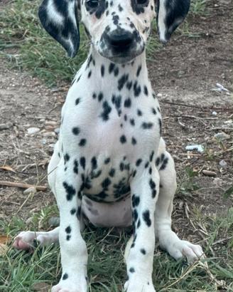 Dalmata