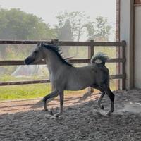 Stallone purosangue arabo