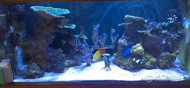acquario marino completo di tecnica 