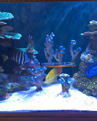 acquario marino completo di tecnica 