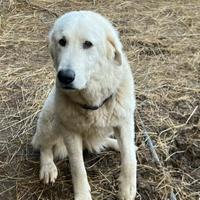 Pastore maremmano abruzzese