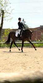 Cavalla dressage