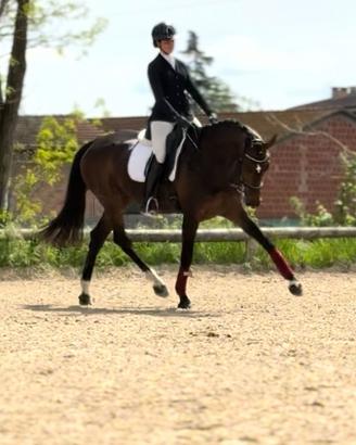 Cavalla dressage