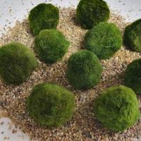 Marimo alga palla nuovo alga viva