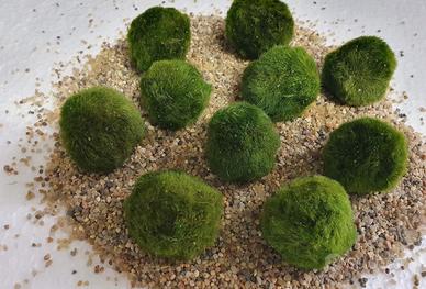 Marimo alga palla nuovo alga viva