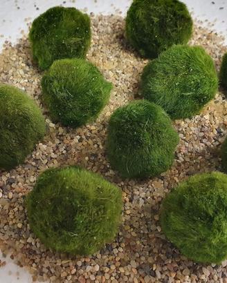 Marimo alga palla nuovo alga viva