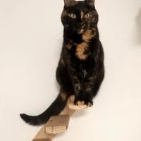 Coppia di gatti europei adulti