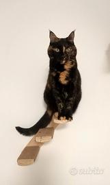 Coppia di gatti europei adulti