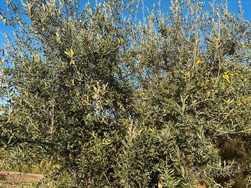 Oliveti