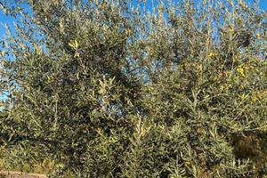 Oliveti