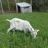 Capra femmina razza 4 corna di Sondrio