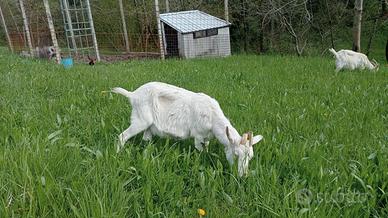 Capra femmina razza 4 corna di Sondrio