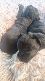 Cuccioli cane taglia medio piccola