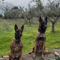 Vendita Malinois