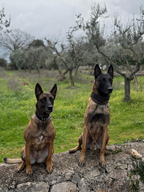 Vendita Malinois