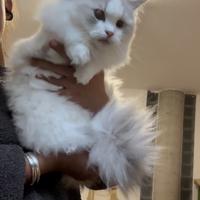 Ragdoll lynx riproduzione