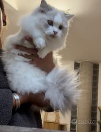 Ragdoll lynx riproduzione