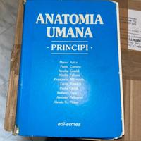 Principi di anatomia umana