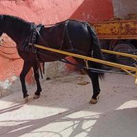 Cavallo castrone