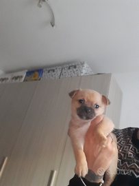 Cucciola di chihuahua