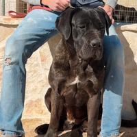 Cucciolona di cane corso