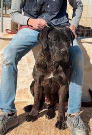 Cucciolona di cane corso