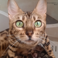 Cuccioli Gatti bengala cucciolo gatto leggere