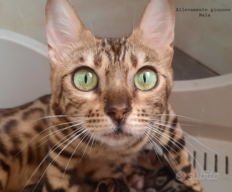 Cuccioli Gatti bengala cucciolo gatto leggere