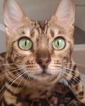 Cuccioli Gatti bengala cucciolo gatto leggere