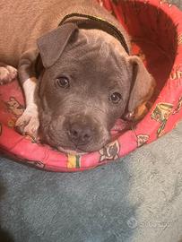 American Staffordshire terrier maschio 2 mesi