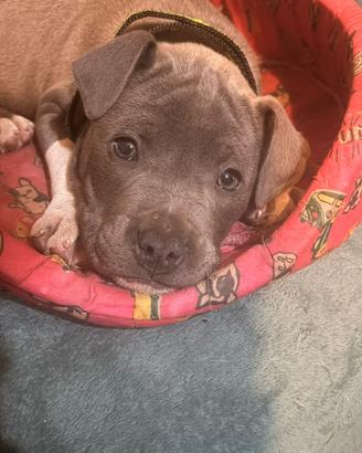 American Staffordshire terrier maschio 2 mesi