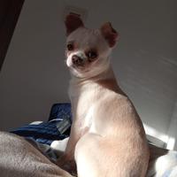 Chihuahua