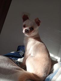 Chihuahua