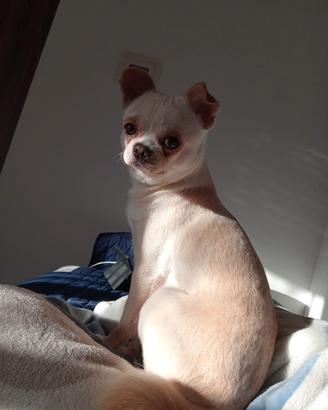 Chihuahua