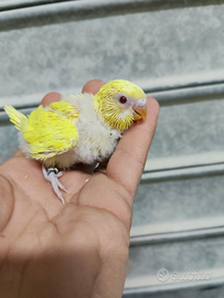 Cocorite albino è lutino pulli