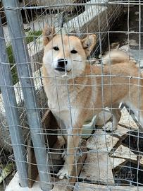 2 Shiba