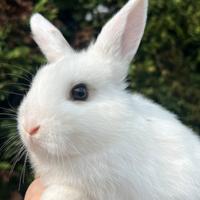 Coniglio nano da compagnia