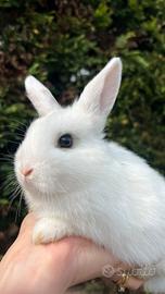 Coniglio nano da compagnia