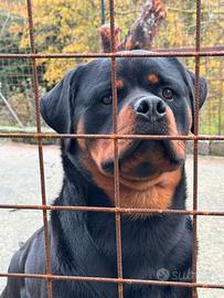 Rottweiler