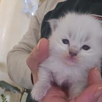 Ragdoll cuccioli unici