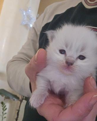 Ragdoll cuccioli unici