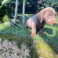 Maschietti di bassotto nano