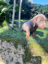 Maschietti di bassotto nano