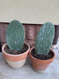 Pianta fichi d’india