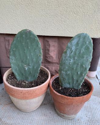 Pianta fichi d’india